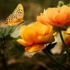 papillon sur des fleurs jaune