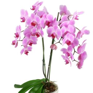 fleurs violet dans une vase