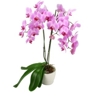 fleurs violet dans un vase