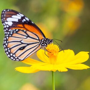 papillon sur une fleur