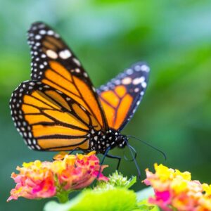 papillon sur une fleur