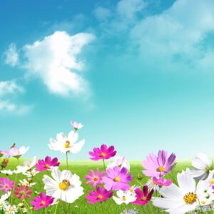 champ de fleurs