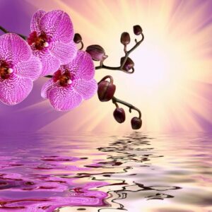 fleurs violet