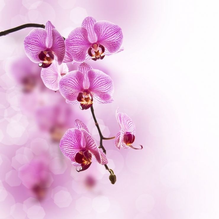 Photo de Lucienne PAROTIN