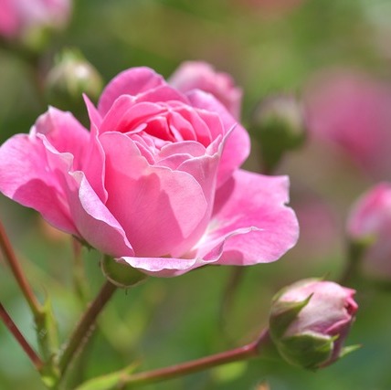 Photo d’Aline BOIRON