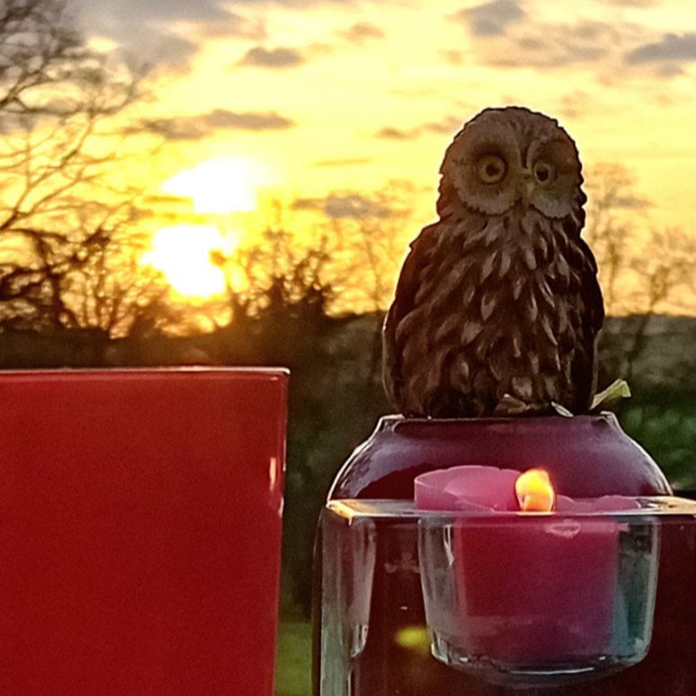 Photo de Marie-Joelle PATISSIER